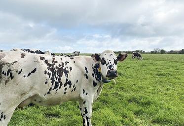 Normande au pâturage.