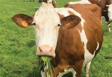 Montbéliarde au pâturage.