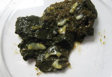 La présence d'anneaux de ténias dans les crottes, qui prennent la forme de grains riz est un signe.