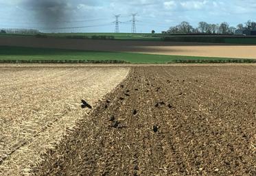 Corbeaux dans une parcelle.