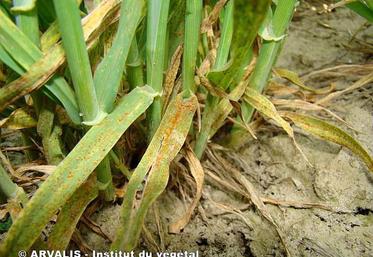 Rouille naine sur les feuilles du bas.