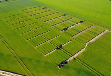 Une visite inédite de plateforme d'essais multipartenariale a eu lieu, jeudi 15 mai, près de Caen, afin de permettre aux liniculteurs "de se former, s'informer et progresser" sur la conduite  du lin d'hiver.