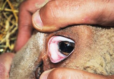 Une muqueuse rosée n'est pas un signe de mauvaise santé.