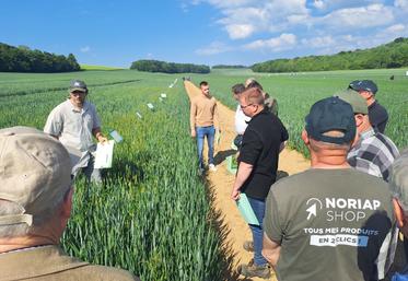Le levier date de semis s'avère être aujourd'hui le plus puissant.