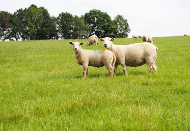 Le risque est maximal 10 à 15 jours après un violent orage entre les mois de juin et de septembre.