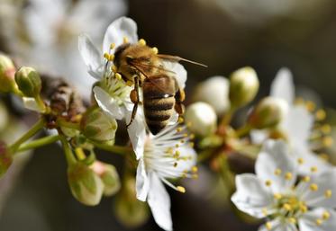 Les pollinisateurs jouent un rôle crucial dans les agroécosystèmes.