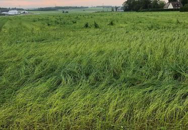 L'état des cultures annonçait une année exceptionnelle en termes de rendement, il n'en sera rien.