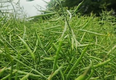 Colzas siliques sains tardifs à Tôtes.