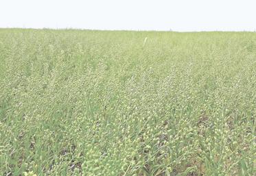 Pour maximiser ses chances de succès, il est recommandé de disposer d'une parcelle propre au moment du semis de la caméline et de gérer efficacement les repousses d'orge par la suite. 