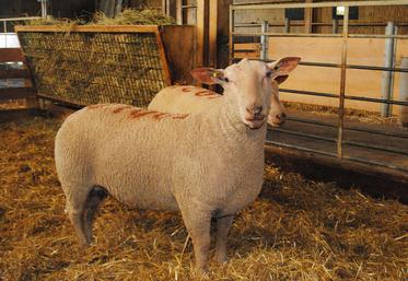 La génétique est un des leviers pour lutter contre la résistance des strongles digestifs aux antiparasitaires.