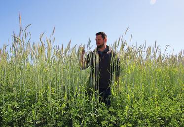 L’implantation de seigle ou d’escourgeon dans la luzerne apporte une performance énergétique supplémentaire dans la production de biogaz et dans l’alimentation des ovins.