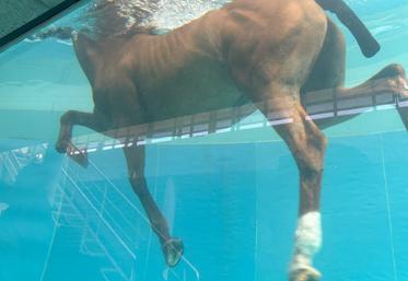 L'unité de recherche clinique en kinésithérapie et rééducation fonctionnelle du cheval, Kinésia, renferme une piscine unique au monde, avec une fosse panoramique permettant d'observer les mouvements du cheval.