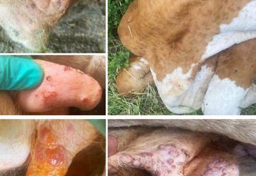 DNC : les animaux cliniquement atteints ne récupèrent pas leurs capacités de production antérieures et il y a une grande souffrance chez certains qui peuvent garder des séquelles importantes. 