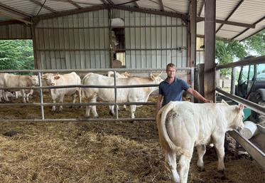 Paul Blondel s'est installé sur la ferme familiale à la suite de ses grands-parents. Avec environ 70 vêlages et une dizaine de reproducteurs vendus par an, son cheptel est encore en croissance.