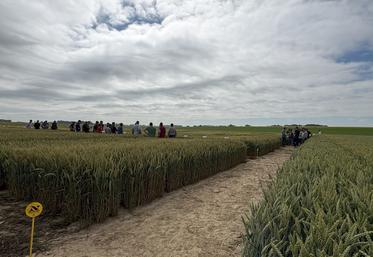 Interra Scan met en avant l'hétérogénéité des parcelles sous forme de cartes ultra-précises afin de moduler les intrants au plus près des besoins.