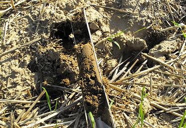 L'analyse de sol évalue la fertilité pour ajuster la fertilisation et suivre l'effet des pratiques agricoles.