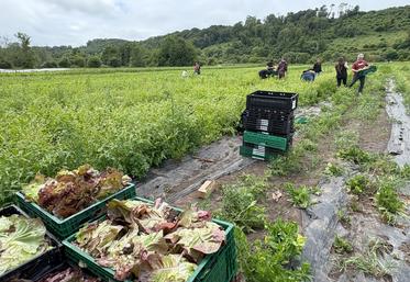 Toutes les salades glanées chez Fanny et William Renault seront vendues dans les épiceries solidaires autour de Rouen. Ne trouvant pas preneur auprès des grossistes, elles étaient broyées auparavant, avant que les maraîchers ne soient sensibilisés au don agricole par Solaal.