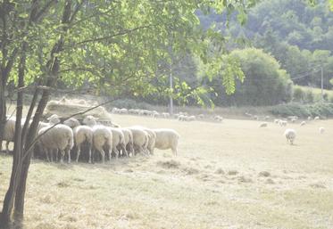 Les lots qui ne sont pas rentrés en bâtiment sont affouragés.