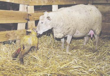 Des vaccins sont commercialisés pour la plupart des pathologies des agneaux.