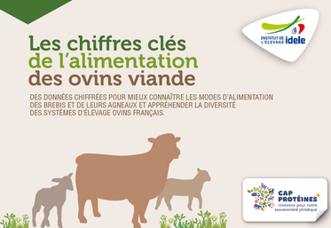 30 pages pour en savoir plus sur l'alimentation des ovins.