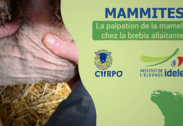 Un film pour apprendre à détecter une anomalie sur la mamelle.