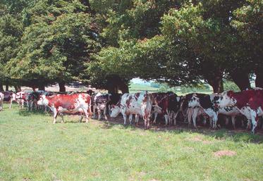 La température de confort d'une vache se situe entre 5 et 15 °C. Au-delà de 25 °C, la vache doit mettre en œuvre des mécanismes de compensation pour maintenir sa température corporelle (optimum : entre 38 et 39 °C). Ce phénomène est amplifié par l'humidité.