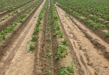 Plants de pomme de terre grêlés.