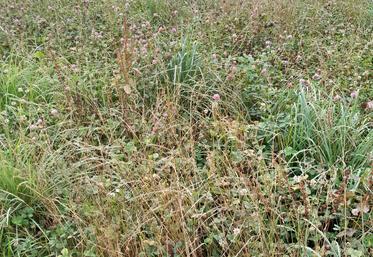 Trèfle violet dans les prairies temporaires d'Albéric.