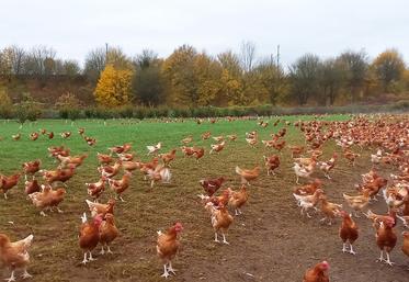 Les poulets ont accès à un parcours enherbé et arboré dans lequel poussent des noisetiers  qui entreront en production en 2026. Au fond, on distingue la ligne TGV.