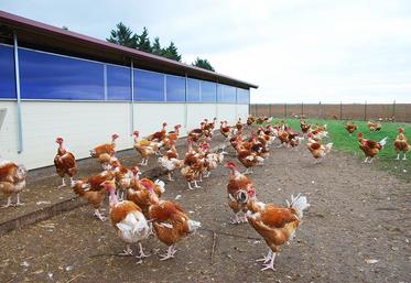 En cas de confinement sanitaire imposé par l’influenza aviaire, certains élevages peuvent prétendre à des dérogations d’accès à des parcours réduits.