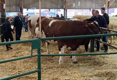 Les juges ont regardé, tâté et classé les animaux.