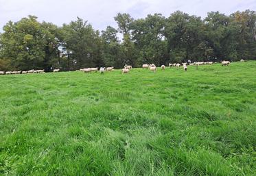 La valeur alimentaire des prairies permanentes en automne est équivalente à celle du début de printemps.
