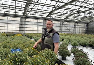 La floraison du chrysanthème débute timidement sous les serres des Jardins d'Avremesnil. Elle peut durer de trois semaines à un mois et demi en fonction des conditions climatiques et des arrosages de la plante.