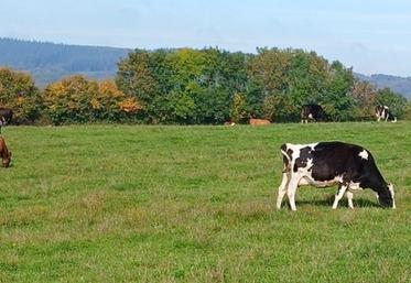 Pâturage automnal dans l'Orne.