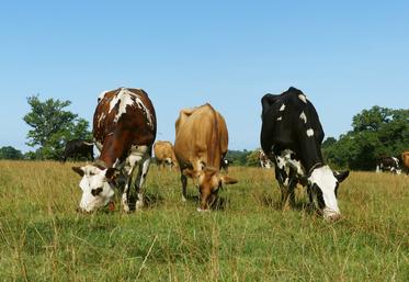 Le troupeau Tripl'XL.