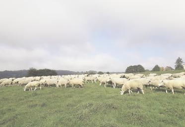 Si les brebis sont alimentées à l'herbe, la lactation peut se poursuivre au-delà de 80 jours, le coût de la ration étant de l'ordre de 8 centimes par brebis et par jour.