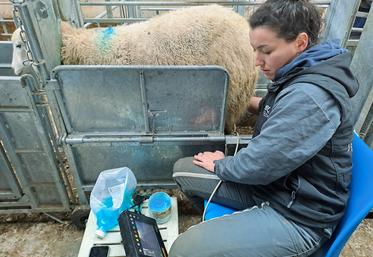 Un exemple de cage de contention avec cornadis adaptée aux constats de gestation.
