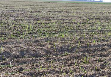 Repousses de blé dans une linière semée le 02/10/2025 à Barc (27).