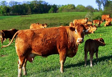 25 % de la viande consommée a été importée.