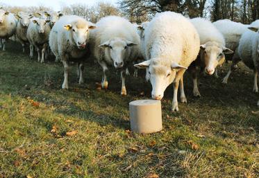 Pour couvrir ses besoins, une brebis doit consommer 15 à 20 g par jour de pierre à lécher.