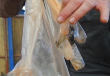 Les crottes des brebis sont toujours prélevées individuellement.