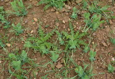 En pois d'hiver, la prélevée est à privilégier pour maîtriser les flores difficiles comme les coquelicots, renouées ou gaillets.