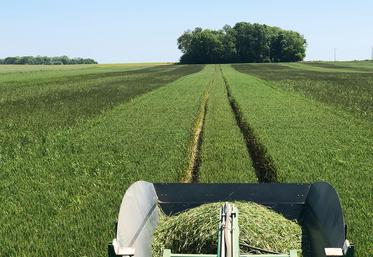 Au passage de l’écimeuse, les effets sur les adventices sont particulièrement probants.