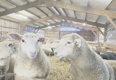 Les mâles sont particulièrement sensibles aux gras colorés.