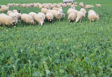 Les brebis économisent du temps et de la main-d'œuvre.