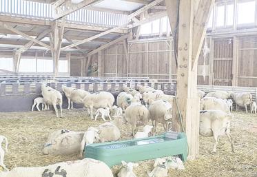 Les quantités d'eau bues ont leur importance sur la performance des animaux.