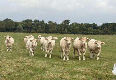 16 % des exploitations d'élevage normandes sont en système allaitant, mais les effectifs d'animaux baissent en race charolaise, salers, blonde d'Aquitaine et limousine.