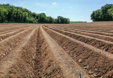 Une dose de 60 % d’azote apportée en localisé permet de dépasser le rendement à la dose 100 % en plein.