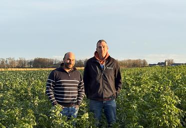 « La qualité sanitaire du plant de Seine-Maritime est reconnue et nous faisons tout pour la maintenir » soulignent de concert Enrick de Brabandère (à g.), agriculteur et président du syndicat des producteurs de plants de Seine-Maritime, et Valentin Lévêque, inspecteur du Comité Nord.