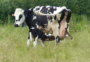 Élevées par une nourrice, les génisses ont moins de maladies et une meilleure croissance. Leur âge au premier vêlage peut être envisagé à 24 mois.